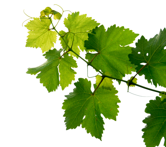 Grape Vine Leaves